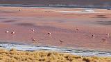 BOLIVIA 2 - Laguna Colorada - 22